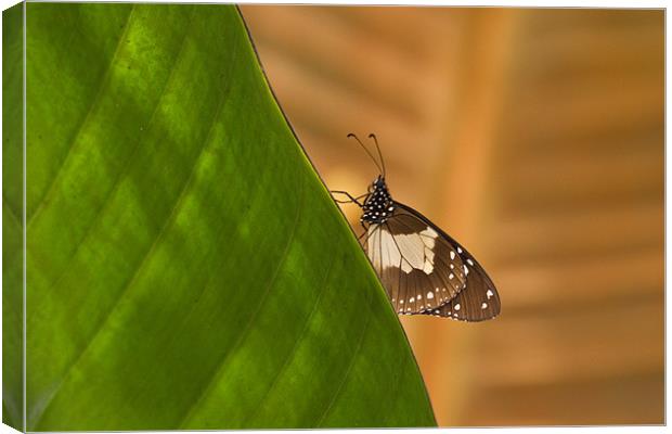 Butterfly Canvas Print by Will Black