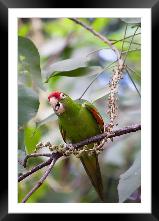 crimson fronted Parakeet Framed Mounted Print by Craig Lapsley