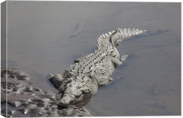 crocodile resting in the sun Canvas Print by Craig Lapsley