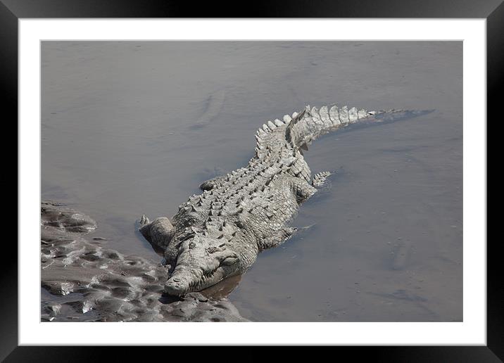 crocodile resting in the sun Framed Mounted Print by Craig Lapsley