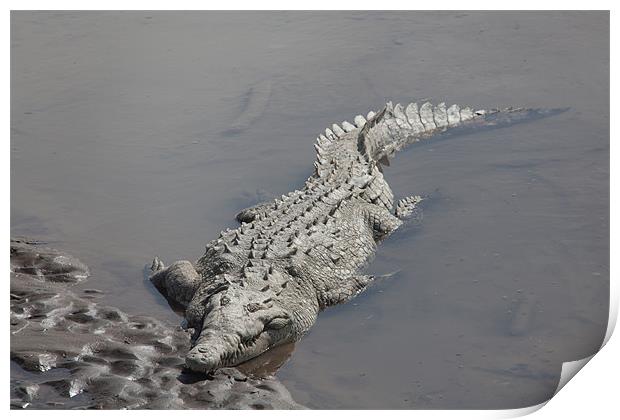crocodile resting in the sun Print by Craig Lapsley