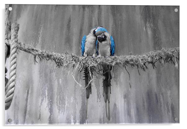 Parrot love Acrylic by Andrew Pelvin