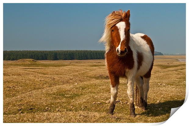 Cornish Pony Print by Rob Hawkins