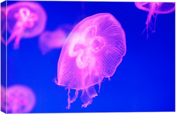 Pink Jellyfish Canvas Print by Stephen Mole