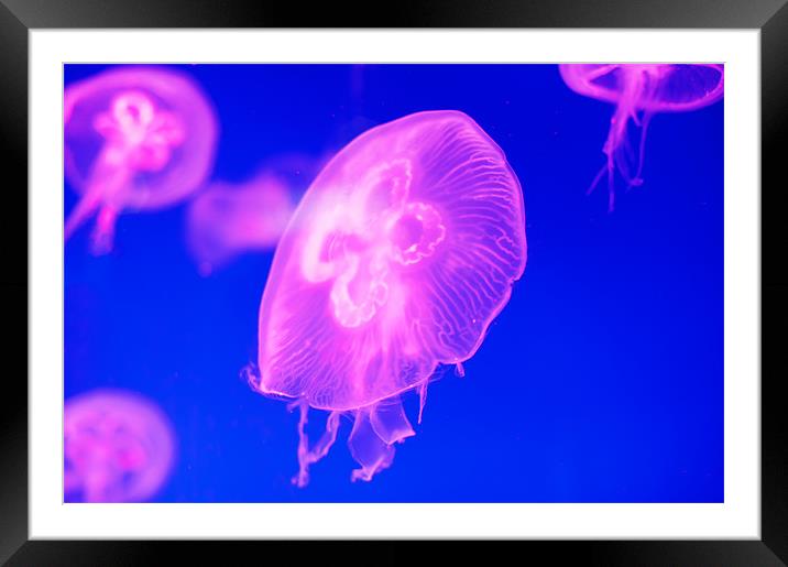 Pink Jellyfish Framed Mounted Print by Stephen Mole
