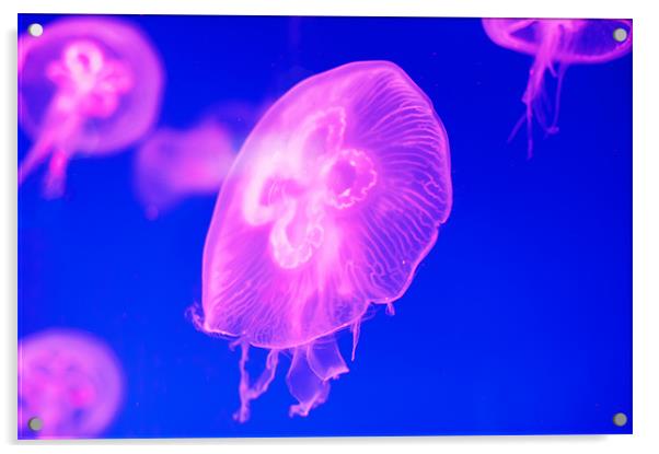 Pink Jellyfish Acrylic by Stephen Mole