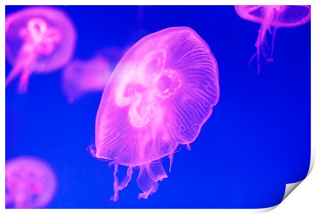 Pink Jellyfish Print by Stephen Mole