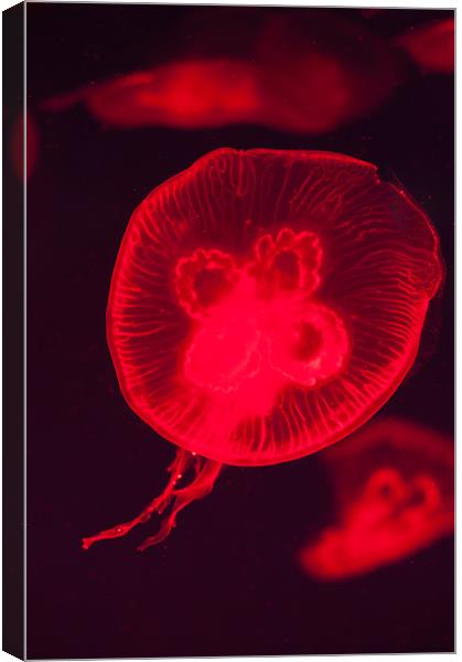 Red Jellyfish Canvas Print by Stephen Mole