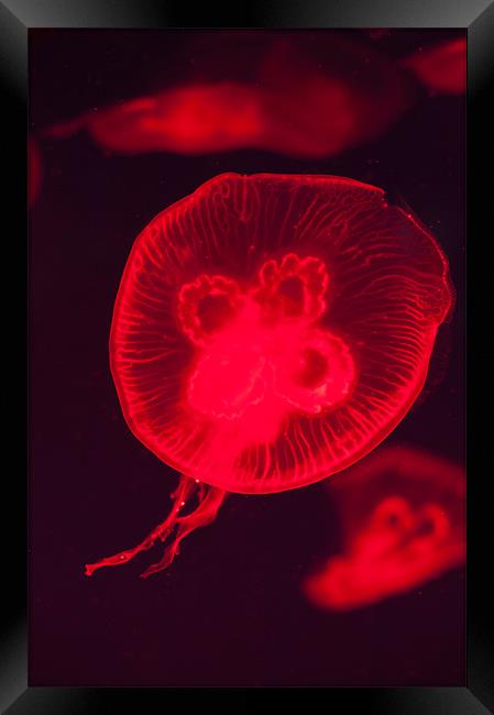Red Jellyfish Framed Print by Stephen Mole