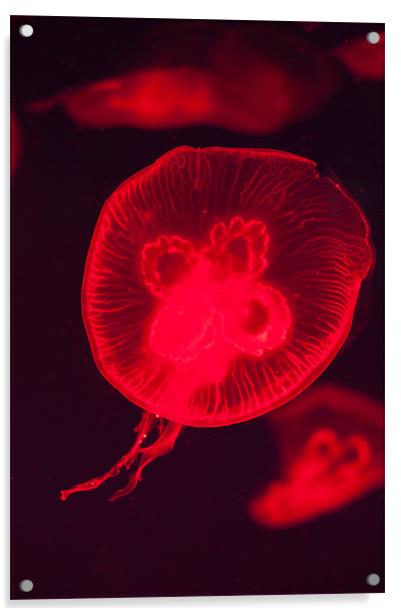 Red Jellyfish Acrylic by Stephen Mole