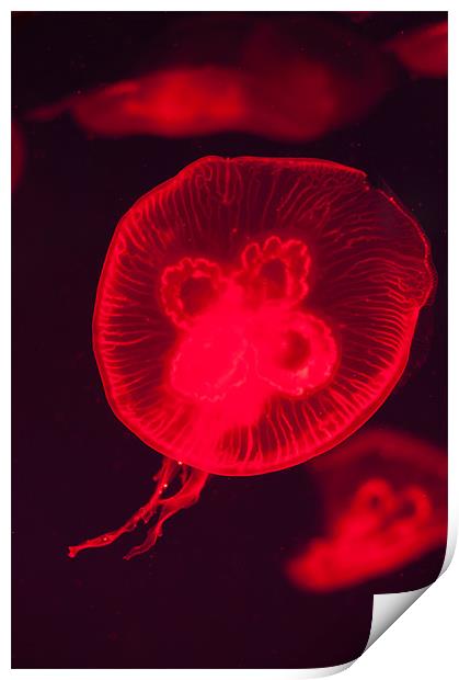 Red Jellyfish Print by Stephen Mole