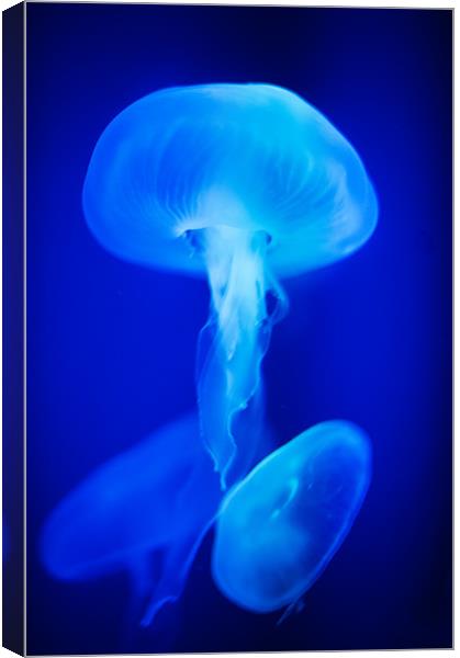 Blue Jellyfish Canvas Print by Stephen Mole