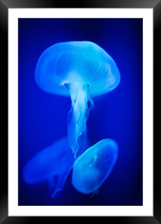 Blue Jellyfish Framed Mounted Print by Stephen Mole