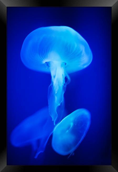 Blue Jellyfish Framed Print by Stephen Mole