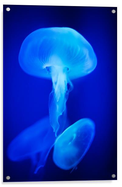 Blue Jellyfish Acrylic by Stephen Mole