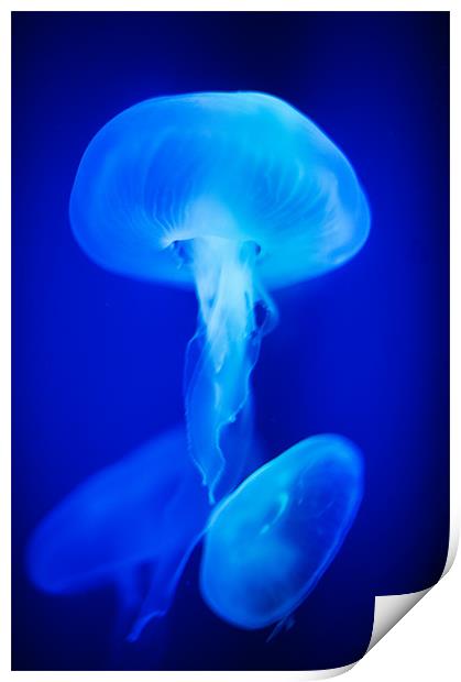 Blue Jellyfish Print by Stephen Mole