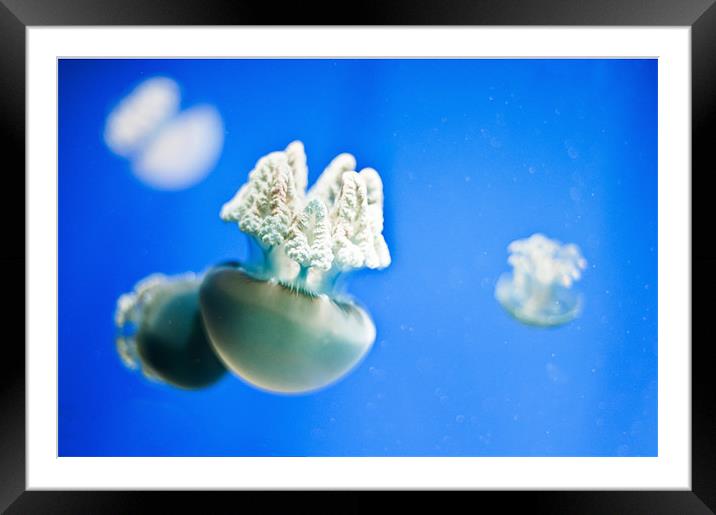 White jellyfish Framed Mounted Print by Stephen Mole