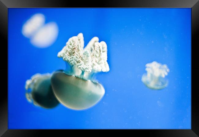 White jellyfish Framed Print by Stephen Mole