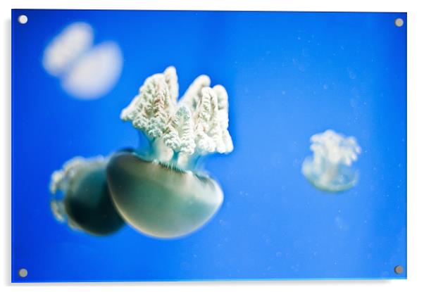 White jellyfish Acrylic by Stephen Mole