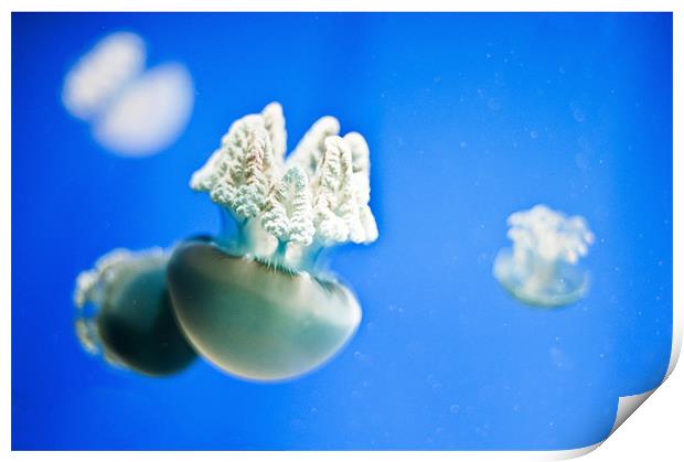 White jellyfish Print by Stephen Mole