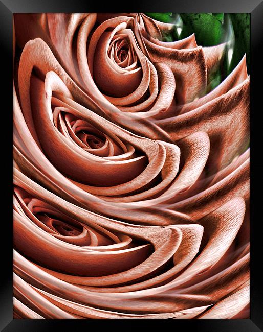 graphic rose Framed Print by Heather Newton