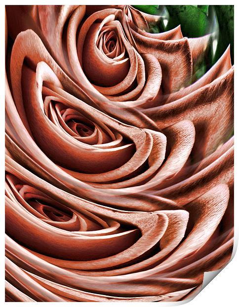 graphic rose Print by Heather Newton