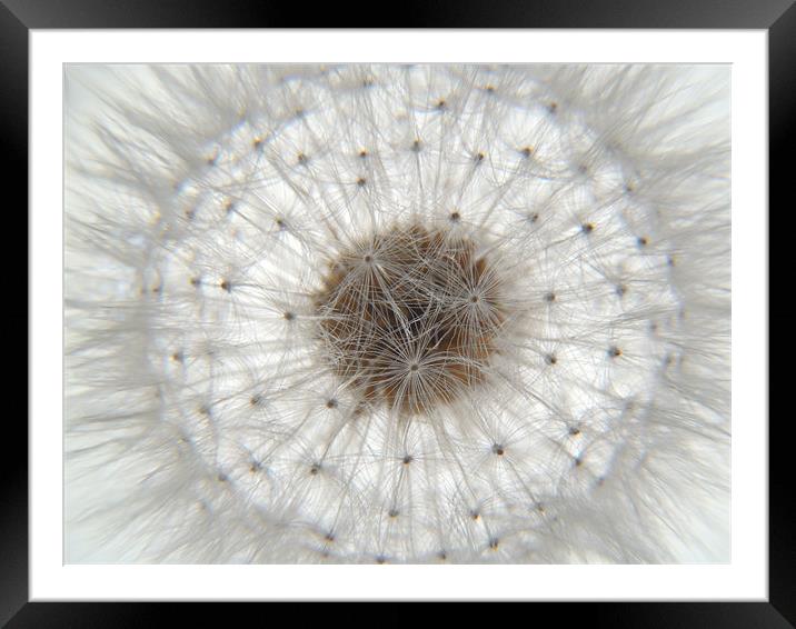 pure and simple Framed Mounted Print by Heather Newton