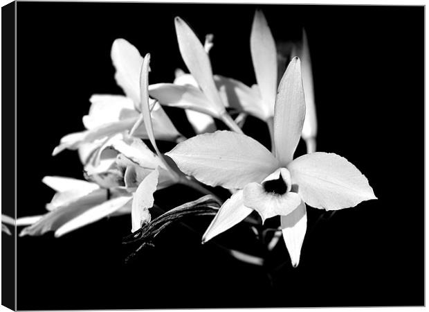 white orchids Canvas Print by Kate Barley