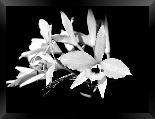 white orchids Framed Print by Kate Barley