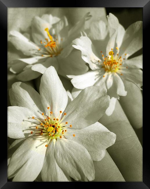 vintage blossom Framed Print by Heather Newton