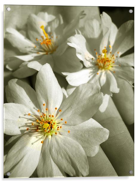 vintage blossom Acrylic by Heather Newton