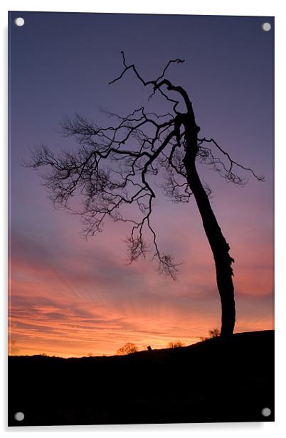 Sunrise silhouette Acrylic by Wayne Molyneux
