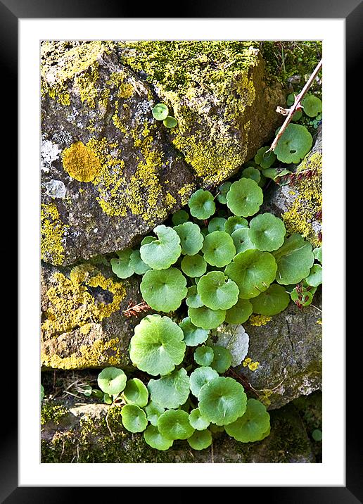 Stone Wall & Plant Framed Mounted Print by Brian Beckett