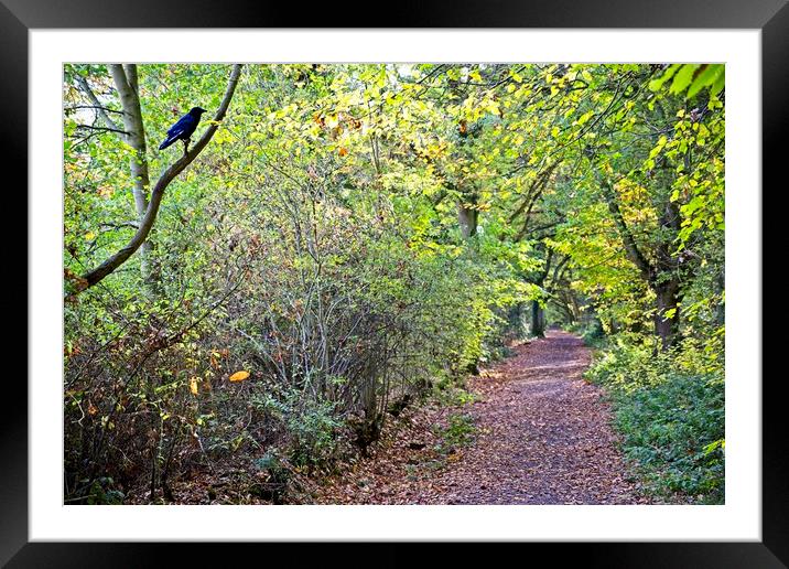 Guardian of the way through High Woods Park Framed Mounted Print by Paul Cooper