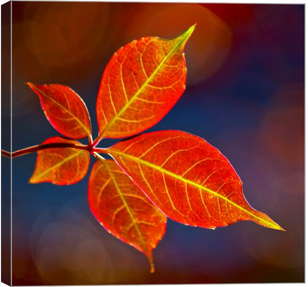 Autumn leaf Canvas Print by Darren Burroughs