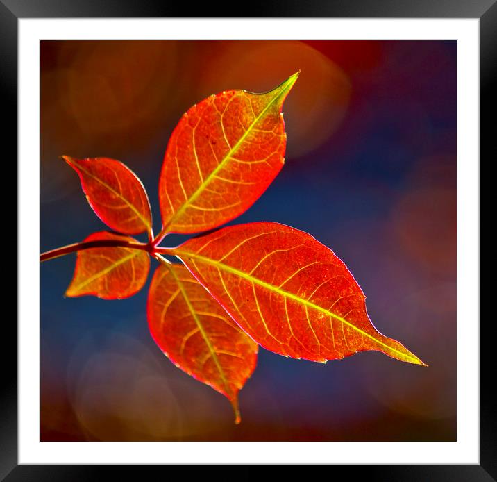 Autumn leaf Framed Mounted Print by Darren Burroughs