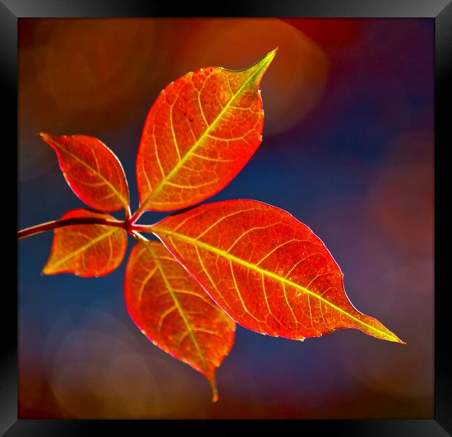 Autumn leaf Framed Print by Darren Burroughs