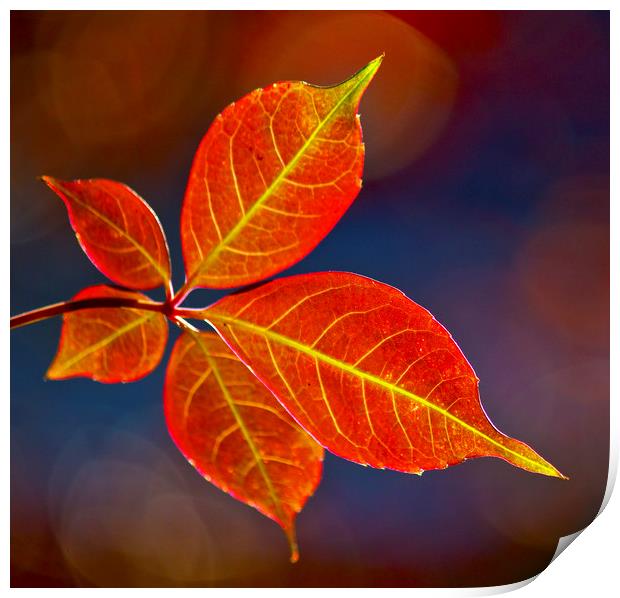 Autumn leaf Print by Darren Burroughs