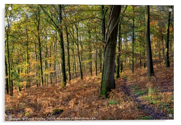 Oak Wood Footpath No 5 Acrylic by David Tinsley