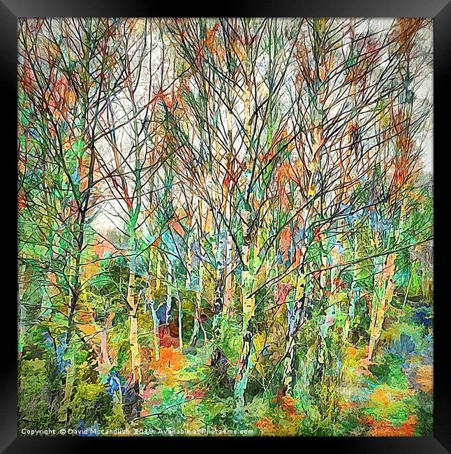 Birch with Colour Framed Print by David Mccandlish