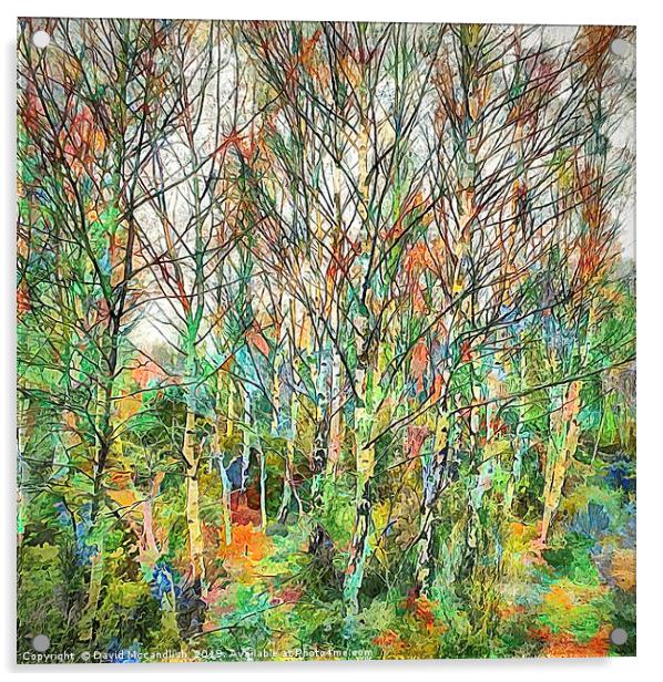 Birch with Colour Acrylic by David Mccandlish