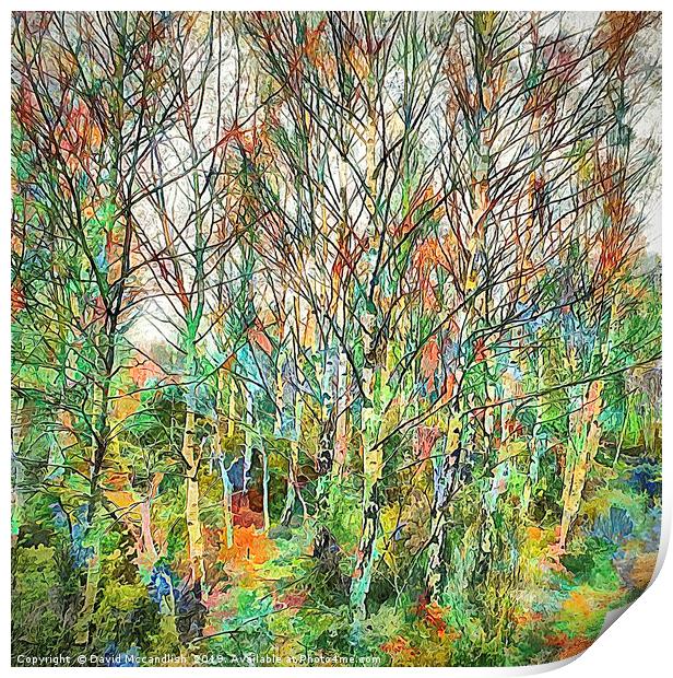 Birch with Colour Print by David Mccandlish