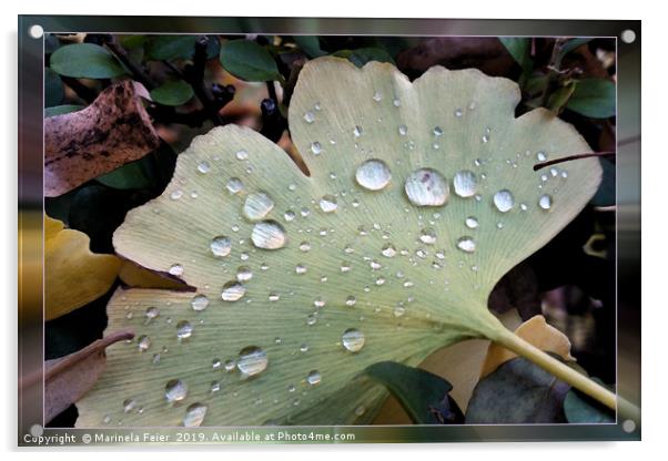 Drops of rain Acrylic by Marinela Feier