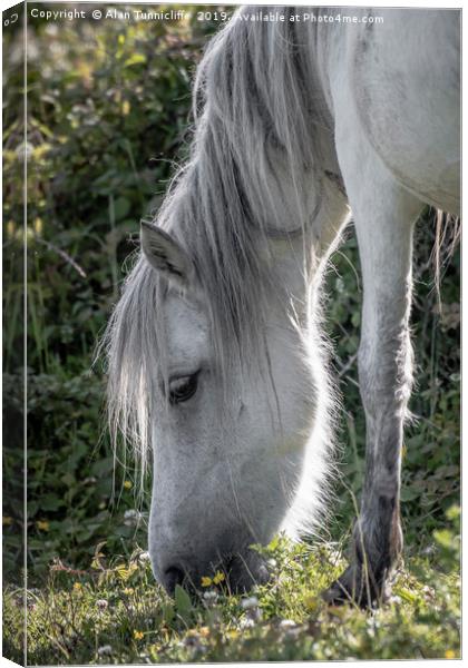 Grey horse Canvas Print by Alan Tunnicliffe
