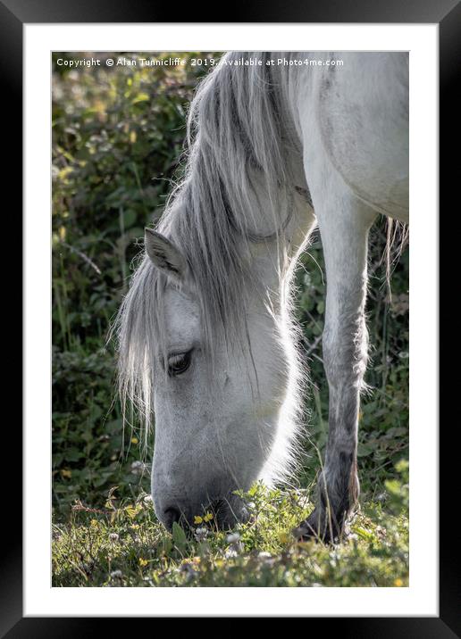Grey horse Framed Mounted Print by Alan Tunnicliffe