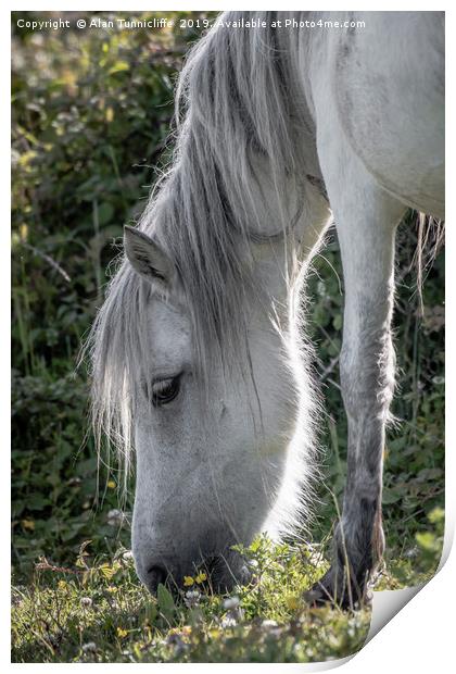 Grey horse Print by Alan Tunnicliffe