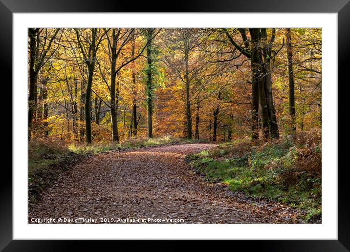 Autumn Spectacular Framed Mounted Print by David Tinsley