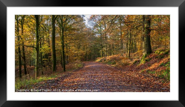 Bromley Hill Walk Framed Mounted Print by David Tinsley