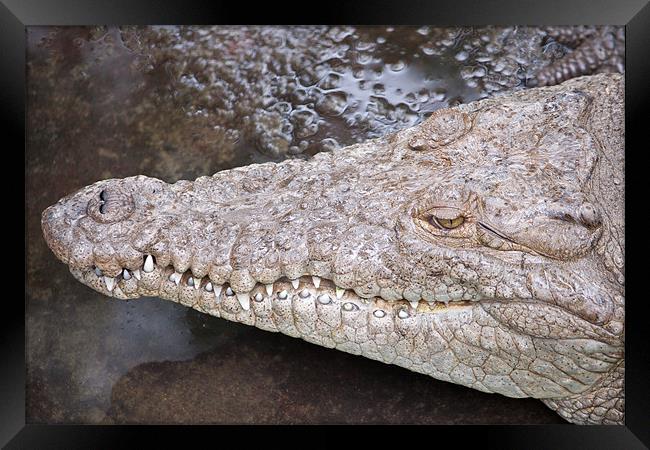 Crocodile head Framed Print by Craig Lapsley