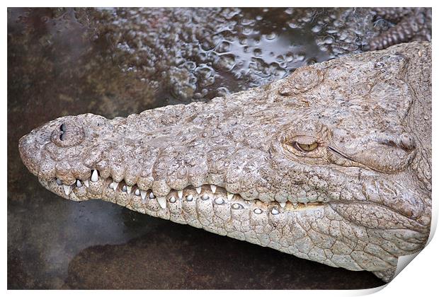 Crocodile head Print by Craig Lapsley